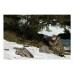 Прицел Swarovski Z6I 1-6x24 L CD-I Прицел Swarovski Z6I 1-6x24 L CD-I