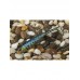 Приманка Daiwa Duck fin shad 9см 3067 maiwashi Приманка Daiwa Duck fin shad 9см 3067 maiwashi