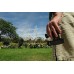 Бинокль Steiner Safari UltraSharp 10x26 4477