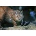 Бинокль Steiner Wildlife 10x42 23250900